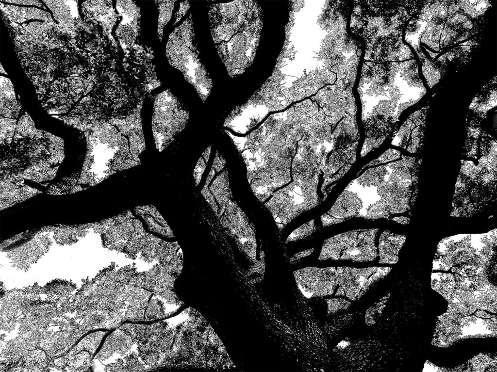 dystopie_arbre8