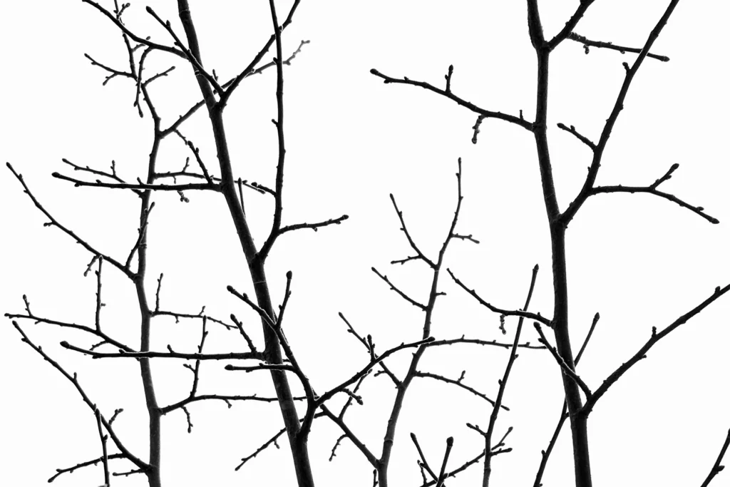 natureetdystopie_1