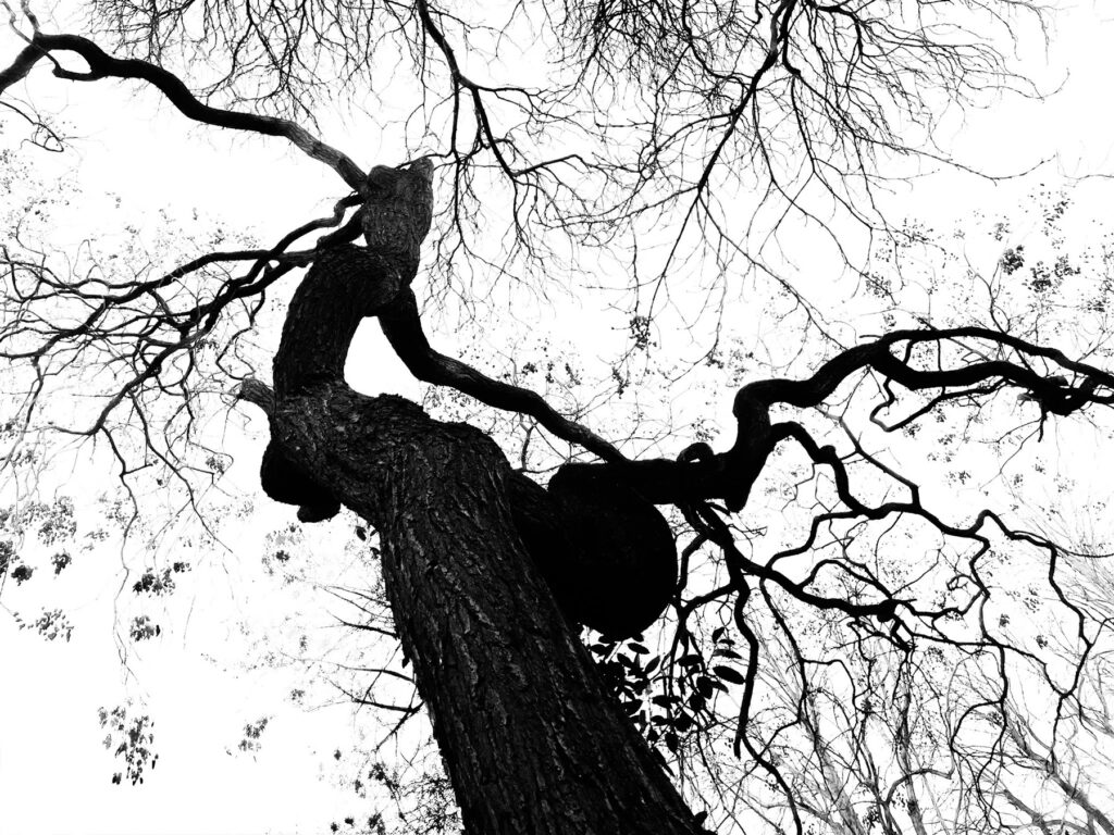 natureetdystopie_10- copie