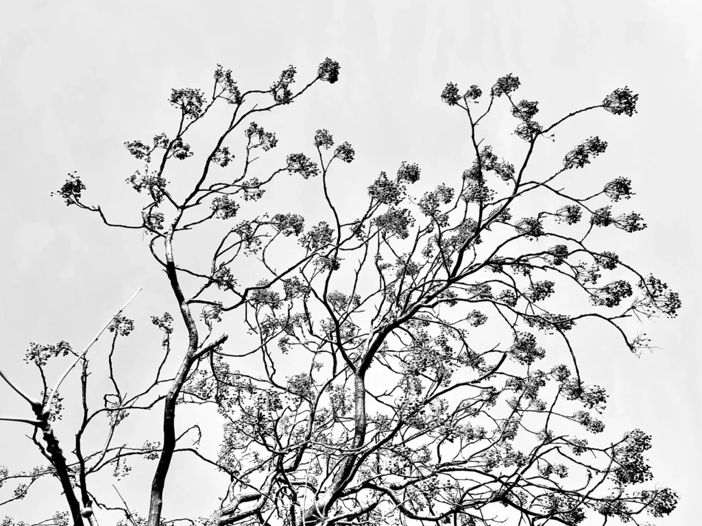 natureetdystopie_11