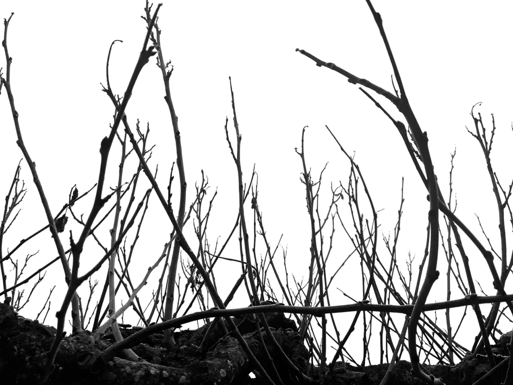 natureetdystopie_4