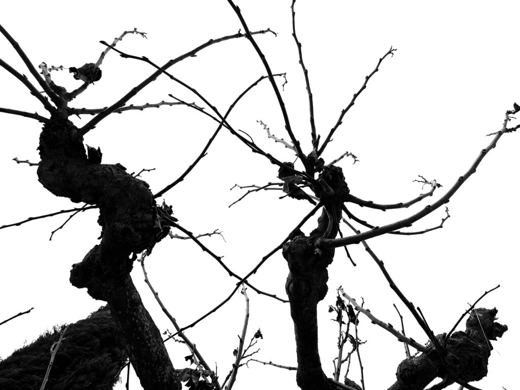 natureetdystopie_6