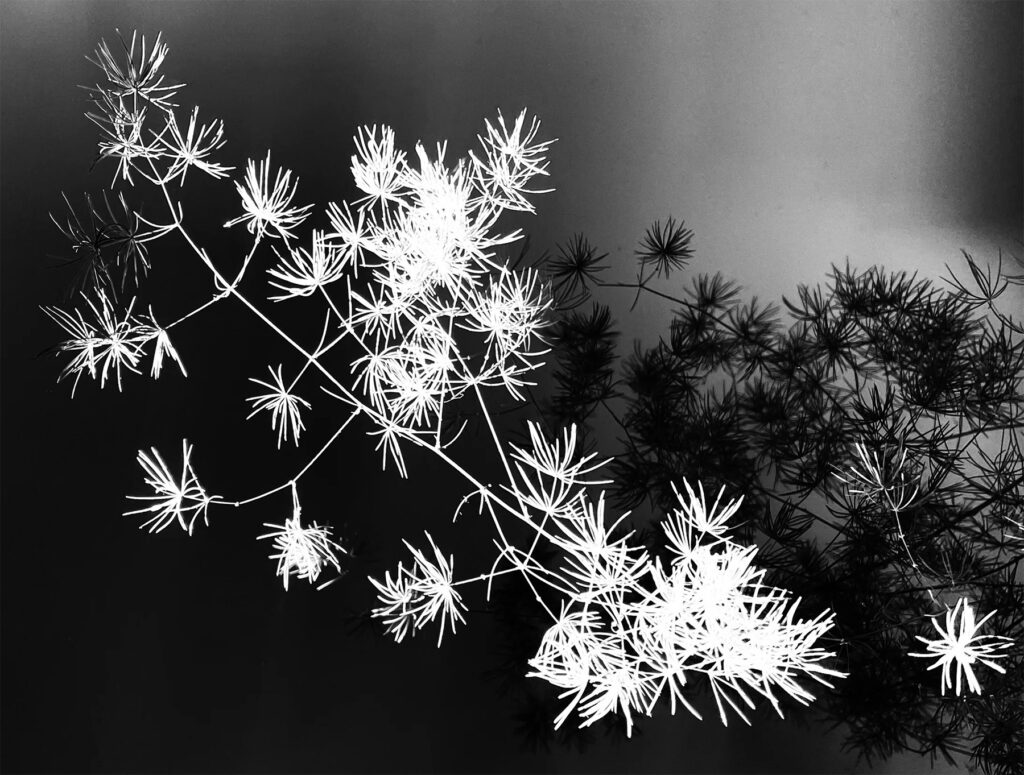 natureetdystopie_9 - copie